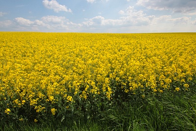 Rapsfeld.jpg