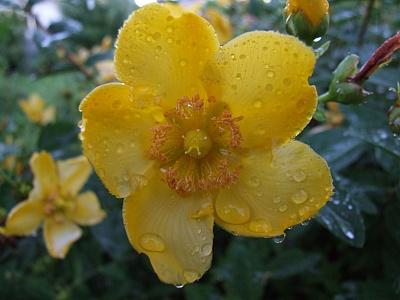 Bluete_nach_dem_Regen.jpg