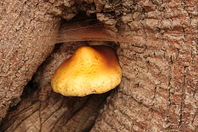 Ein_Pilz.jpg