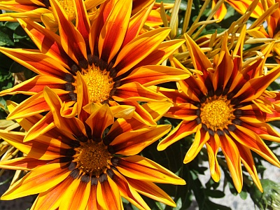 Gelbe_Blumen.jpg