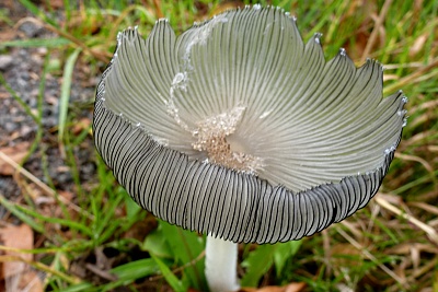 Pilz.jpg