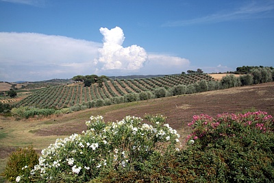 Olivenhain_Toscana.JPG
