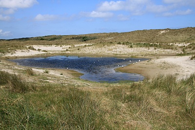 Duenen_auf_Ameland.jpg