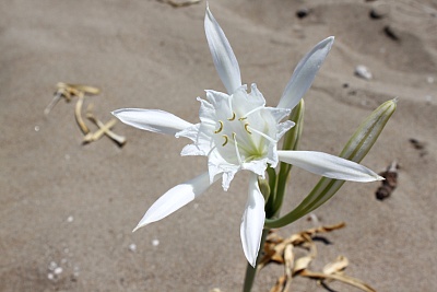 Strandblume_auf_Zakynthos.jpg