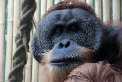 Affe.jpg