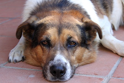Ein_Hund.jpg