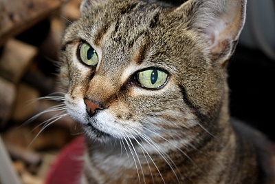 Katze.jpg