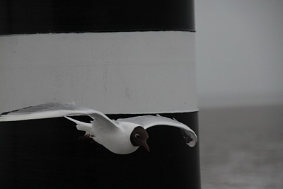 Moewe_auf_der_Nordsee.jpg