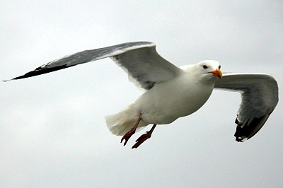 Moewe_im_Flug.jpg