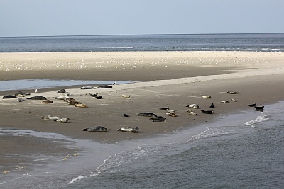 Robbenbank_vor_Ameland.jpg