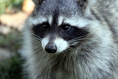 Tierportrait.jpg